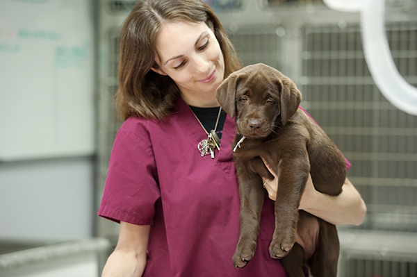 Veterinary Practices